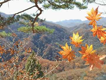 山东枣庄地震最新消息今天